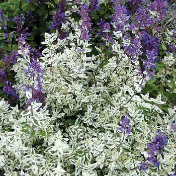 Nepeta x faassenii 'Angel's Wings' 