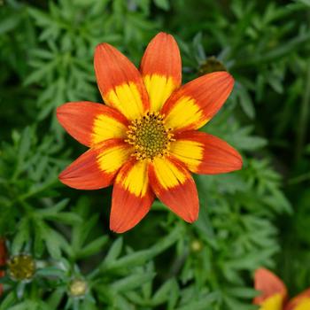 Bidens ferulifolia 'Embers' 