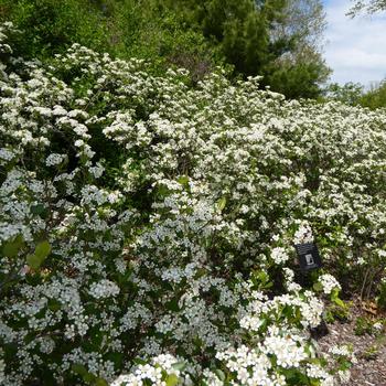 Aronia melanocarpa 'Iroquois Beauty' Morton