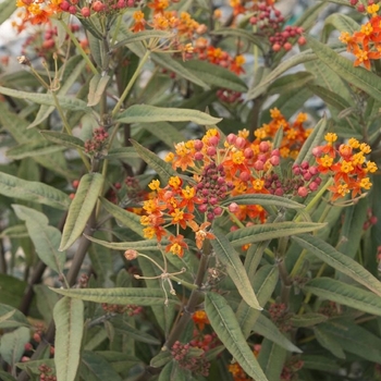 Asclepias curassivica 'Red Butterflies' 