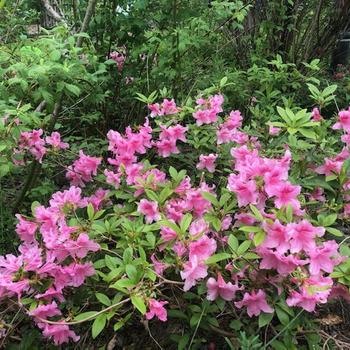 Rhododendron yedoense var. poukhanense 'Glowing Pink' 