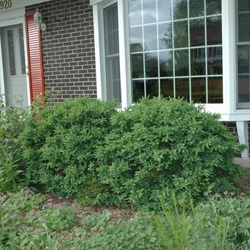 Buxus 'Chicagoland Green®'