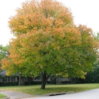 Fraxinus velutina 'Fan-Tex' 