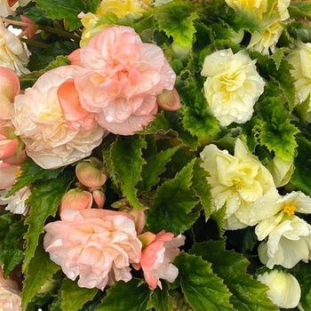 Begonia x tuberhybrida 'Joy Peaches and Dreams' 