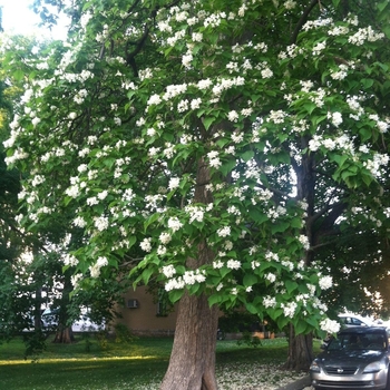 Catalpa bignonioides