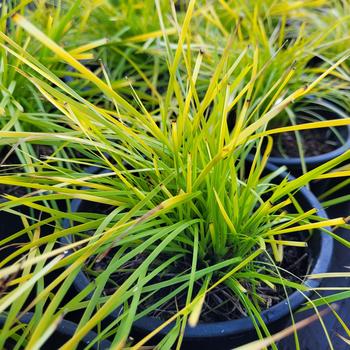 Lomandra longifolia 'KM-M24' 