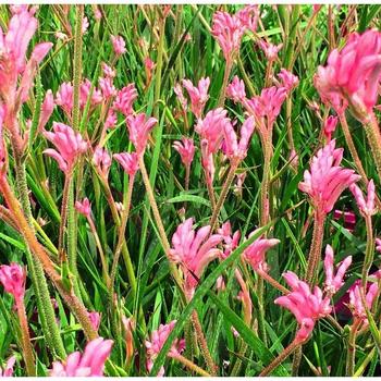 Anigozanthos 'Bush Pearl' 