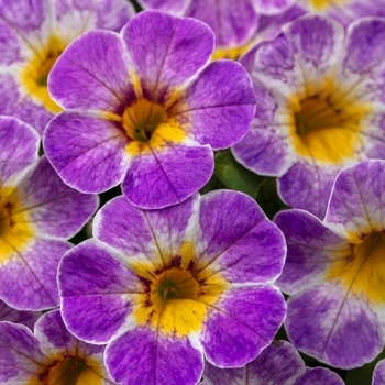 Calibrachoa 'Blueberry Scone' 