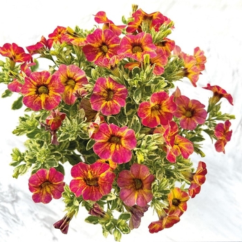 Calibrachoa 'Calico' 