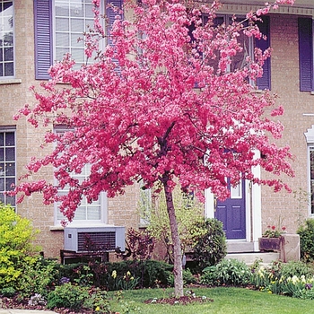 Malus 'Radiant' 