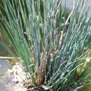 Juncus patens 'Carman's Grey' 