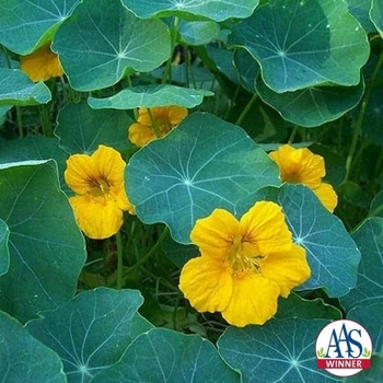 Tropaeolum majus 'Golden Gleam' 