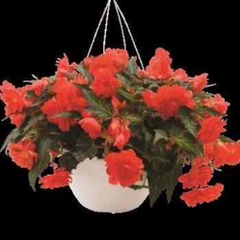 Begonia boliviensis I'conia® 'Miss Miami'