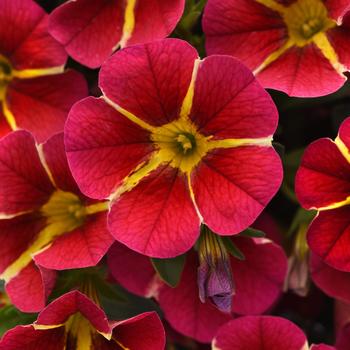 Calibrachoa 'Red Hawaii' 