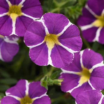 Calibrachoa 'Uno Blue Star' 