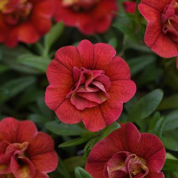 Calibrachoa 'Uno Double Orange Flame' 