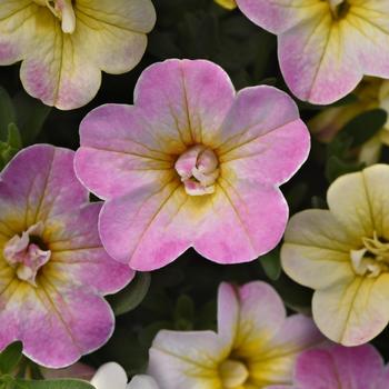 Calibrachoa 'Uno Pink Radiance' 