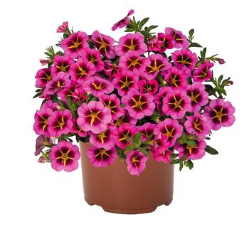 Calibrachoa 'TikTok Rose Improved' 