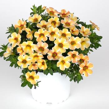 Calibrachoa Calitastic® 'Caramel'