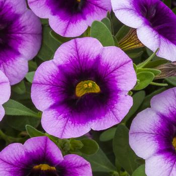 Calibrachoa Callie® Eclipse Lavender