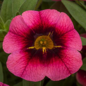 Calibrachoa Callie® Eclipse Strawberry