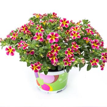 Calibrachoa 'Candy Shop Candy Bouquet'