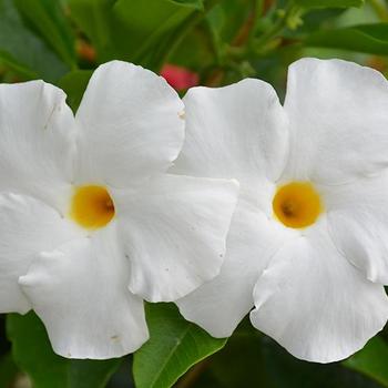 Mandevilla 'Sunparacoho' PP22695