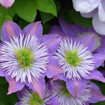 Clematis 'Pink champagne' Kakio