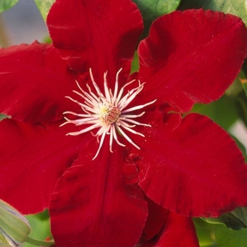 Clematis 'Evipo016' 