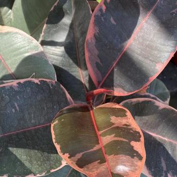 Ficus elastica 'Variegata' 
