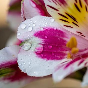 Alstroemeria 'Inca Viper™' 