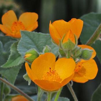 Abutilon palmeri