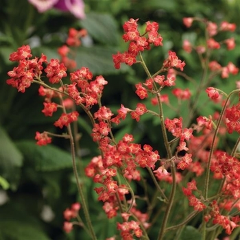 Heuchera sanguinea 'Coral Forest™' 