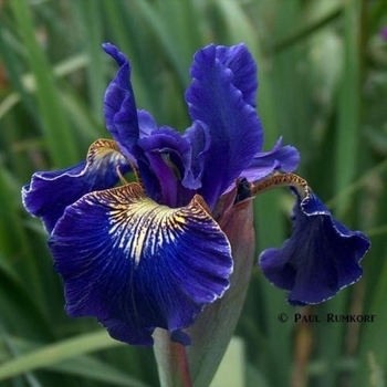 Iris sibirica 'Snow Queen' 