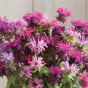 Monarda didyma 'Panorama Mixture' 