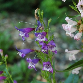 Penstemon barbatus 'Rondo' 