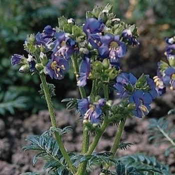 Polemonium viscosum 'Bambino Blue' 