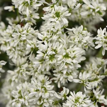 Euphorbia hypericifolia 'Flurry' 