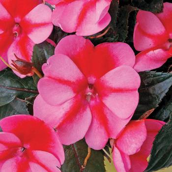 Impatiens SunPatiens® 'Compact Red Candy®'