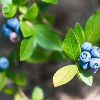 Vaccinium corymbosum 'Ornablue'
