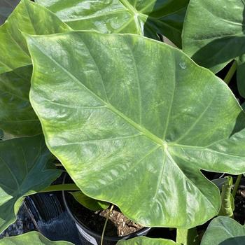 Alocasia gageana