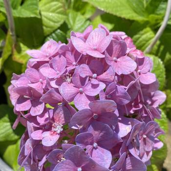 Hydrangea macrophylla 'Merritt's Beauty' 