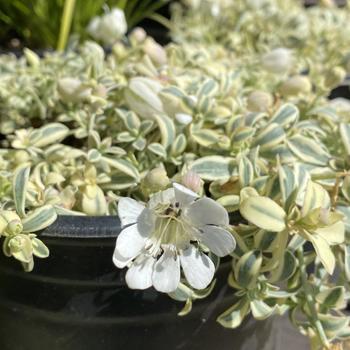 Silene uniflora 'Druett's Variegated' 