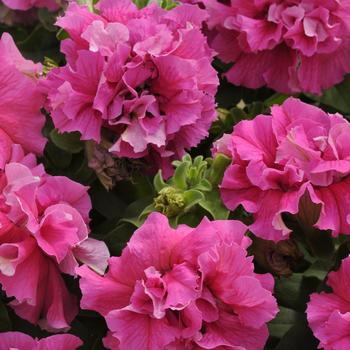 Petunia 'Double Cascade Pink' 