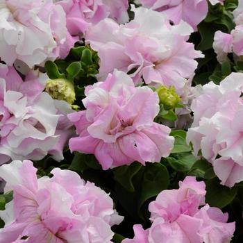 Petunia 'Double Cascade Orchid Mist' 