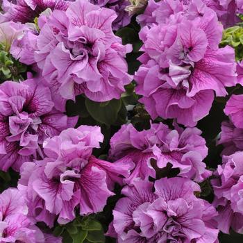 Petunia 'Double Cascade Plum Vein' 