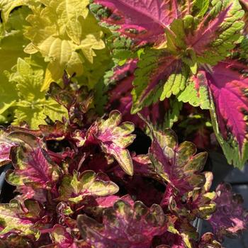 Coleus scutellarioides