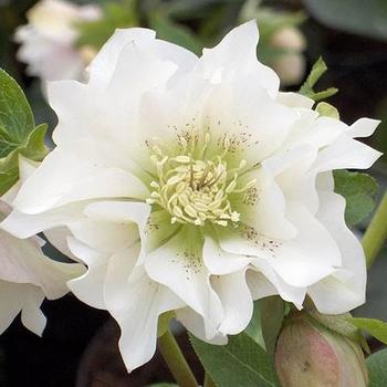 Helleborus orientalis 'White' 