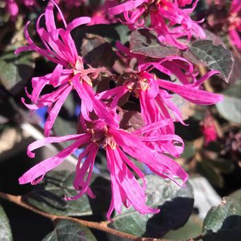 Loropetalum chinense 'Sizzling Pink' 