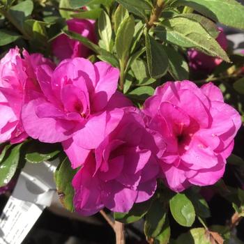 Rhododendron 'Happy Days' 